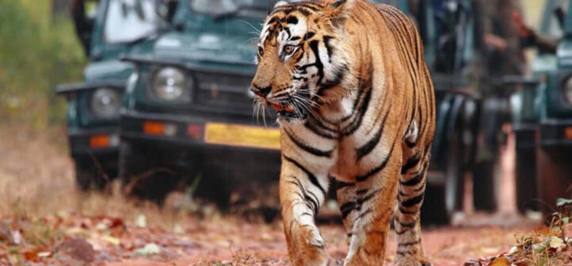 Wildlife Tour Packages