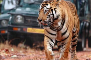 Wildlife Tour Packages