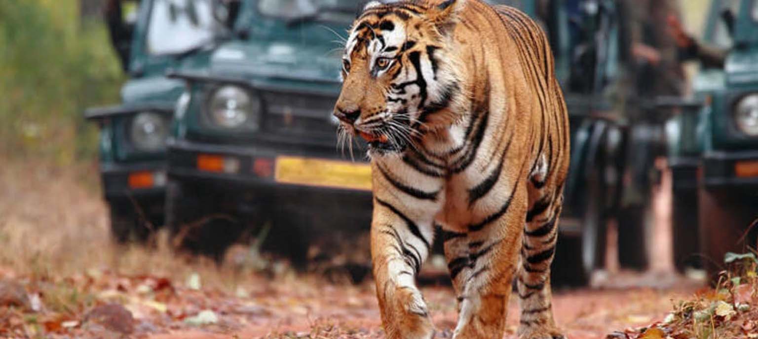 Wildlife Tour Packages